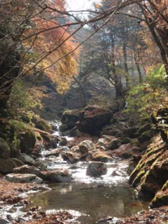 丹沢フォーラム〜渓流の自然環境に生物多様性を考える〜
